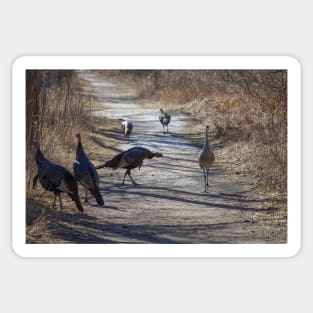 Turkey and Sandhill Crane Sticker